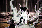 Border Collie Puppy