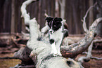 Border Collie Puppy