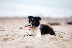 Border Collie Puppy