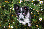 Border Collie Puppy