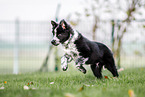Border Collie Puppy