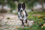 Border Collie Puppy