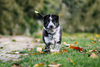 Border Collie Puppy