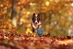 Border Collie