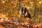 Border Collie