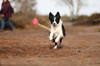 Border Collie