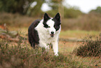 Border Collie