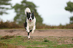 Border Collie
