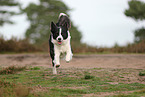 Border Collie