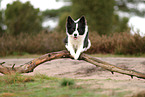 Border Collie