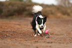 Border Collie