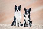 female Border Collie