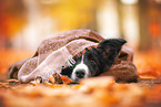 female Border Collie