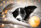 female Border Collie