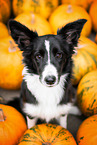 female Border Collie