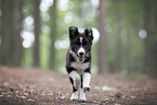 female Border Collie