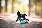 female Border Collie
