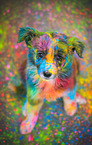 female Border Collie