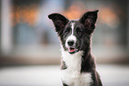 female Border Collie