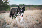 female Border Collie