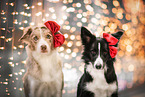 female Border Collie