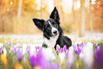 female Border Collie