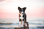 female Border Collie