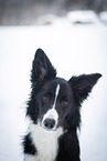 female Border Collie