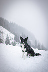 female Border Collie