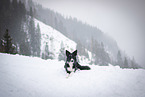 female Border Collie