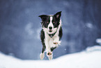 female Border Collie