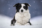 female Border Collie
