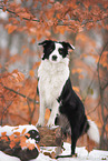 female Border Collie