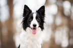 female Border Collie