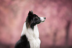 female Border Collie