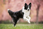 female Border Collie