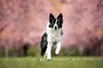 female Border Collie