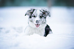 female Border Collie