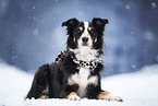 female Border Collie