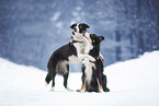 Border Collies