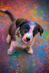 Border Collie puppy