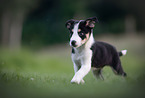 Border Collie puppy