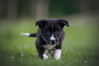 Border Collie puppy