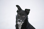 Border Collie in snow
