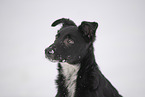 Border Collie in snow