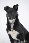 Border Collie in snow