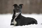 Border Collie in snow