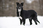 Border Collie in snow