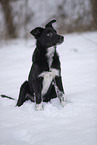 Border Collie in snow