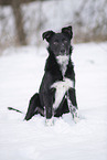 Border Collie in snow
